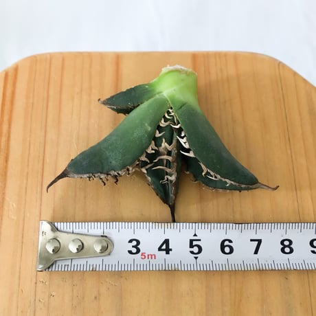 ★8/9まで限定販売★アガベ チタノタ 悪魔くん TC株 ベアルート Agave titanota 多肉植物 珍奇植物 静岡 通販 ANTIDOTE S1585