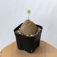 ステファニア エレクタ 実生【発根管理中】Stephania erecta 塊根植物 コーデックス 多肉植物 珍奇植物 静岡 ANTIDOTE 通販 S1596