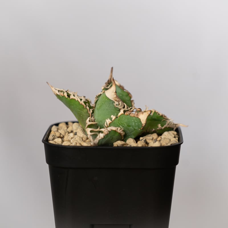 アガベ チタノタ 白幽霊 TC株【発根管理中】agave titanota white gho