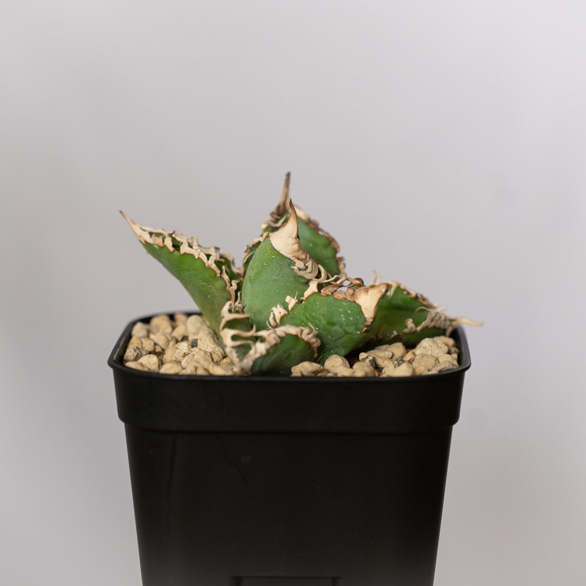 アガベ チタノタ 白幽霊 TC株【発根管理中】agave titanota white gho