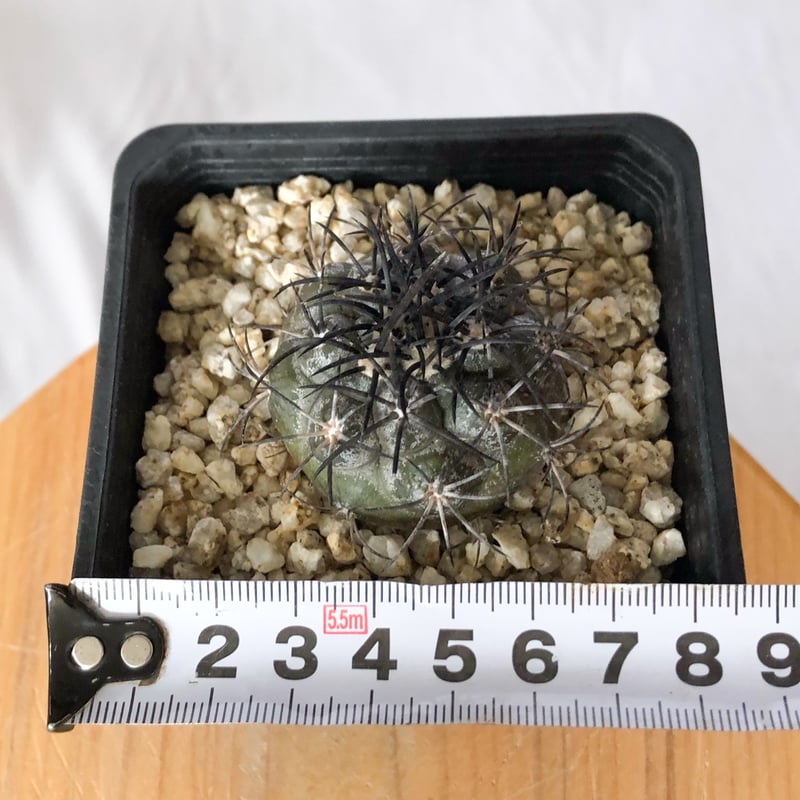 コピアポア グリセオビオラセア 実生 Copiapoa griseoviolacea サボテ