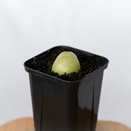 コノフィツム ブルゲリ Conophytum burgeri 多肉植物 珍奇植物 静岡 ANTIDOTE 通販 S1704