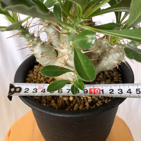 パキポディウム サウンデルシー 実生 白馬城 Pachypodium saundersii 塊根植物 コーデックス 多肉植物 珍奇植物 静岡 ANTIDOTE 通販 S1515