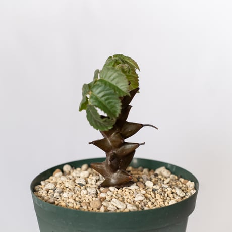 ベイセリア メキシカーナ 実生 Beiselia mexicana 塊根植物 多肉植物 珍奇植物 静岡 ANTIDOTE 通販 S1519