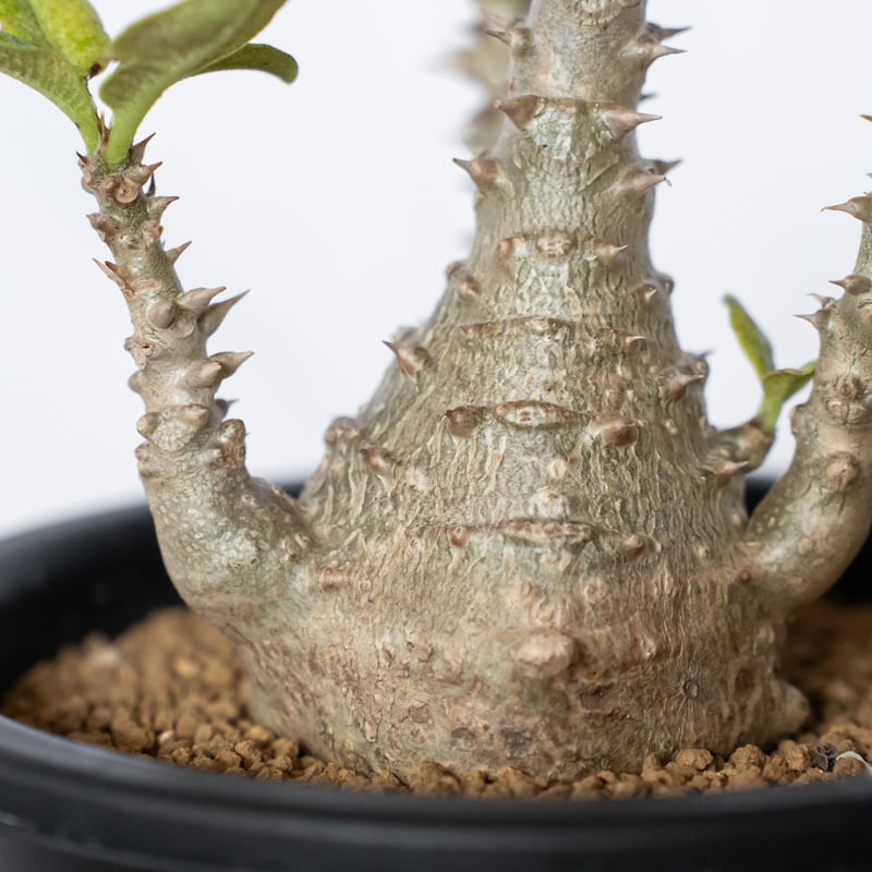 パキポディウム ウィンゾリー 実生 pachypodhium Windsorii 塊根植物
