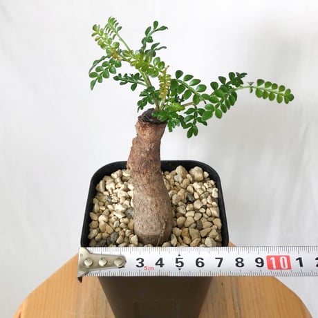 オペルクリカリア パキプス 根挿し Operculicarya pachypus 塊根植物 多肉植物 珍奇植物 静岡 ANTIDOTE 通販 S1586