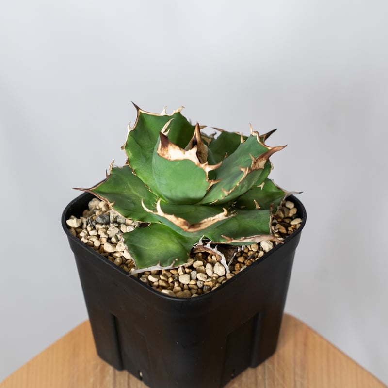 アガベ チタノタ 白犀牛 TC株【発根管理中】シロサイ Agave titanota