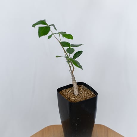 コミフォラ オルビクラリス 実生 Commiphora monstruosa 灌木コーデックス 多肉植物 観葉植物 珍奇植物 静岡 ANTIDOTE 通販 S1568