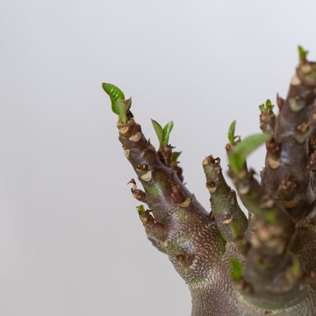 アデニウム アラビカム ブラックスキン Adenium Arabicum Black Skin 塊根植物 コーデックス 珍奇植物 多肉植物 静岡 ANTIDOTE 通販 S1540
