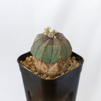 ユーフォルビア オベサ 実生 Euphorbia obesa 多肉植物 珍奇植物 静岡 ANTIDOTE 通販 S1630