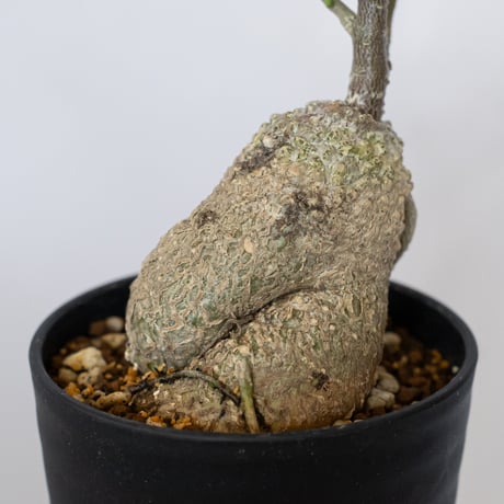 フォッケア エデュリス 火星人 実生 Fockea edulis コーデックス 塊根植物 多肉植物 観葉植物 静岡 ANTIDOTE 通販 S1534