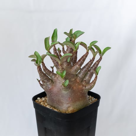 アデニウム アラビカム ブラックスキン 実生 Adenium Arabicum Black Skin 塊根植物 コーデックス 珍奇植物 多肉植物 静岡 ANTIDOTE 通販 S1599