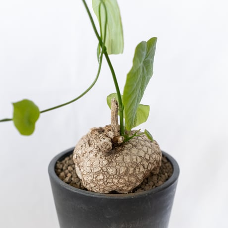 ステファニア スベローサ 大株 実生 Stephania suberosa 塊根植物 多肉植物 珍奇植物 静岡 ANTIDOTE 通販 S1646