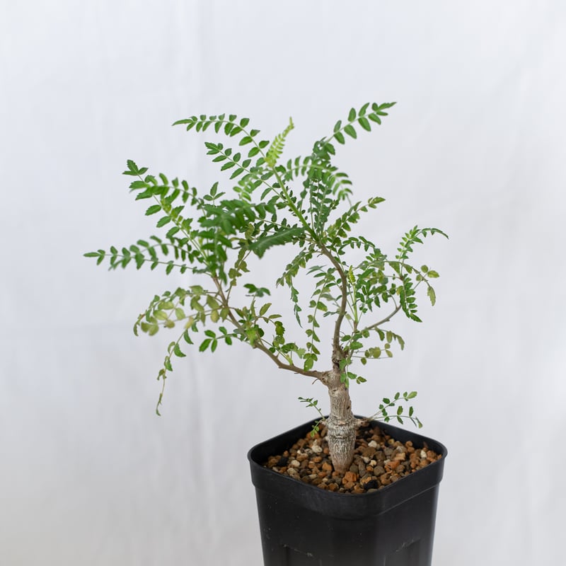 ボスウェリア ネグレクタ 実生 Boswellia neglecta 多肉植物 珍奇植物