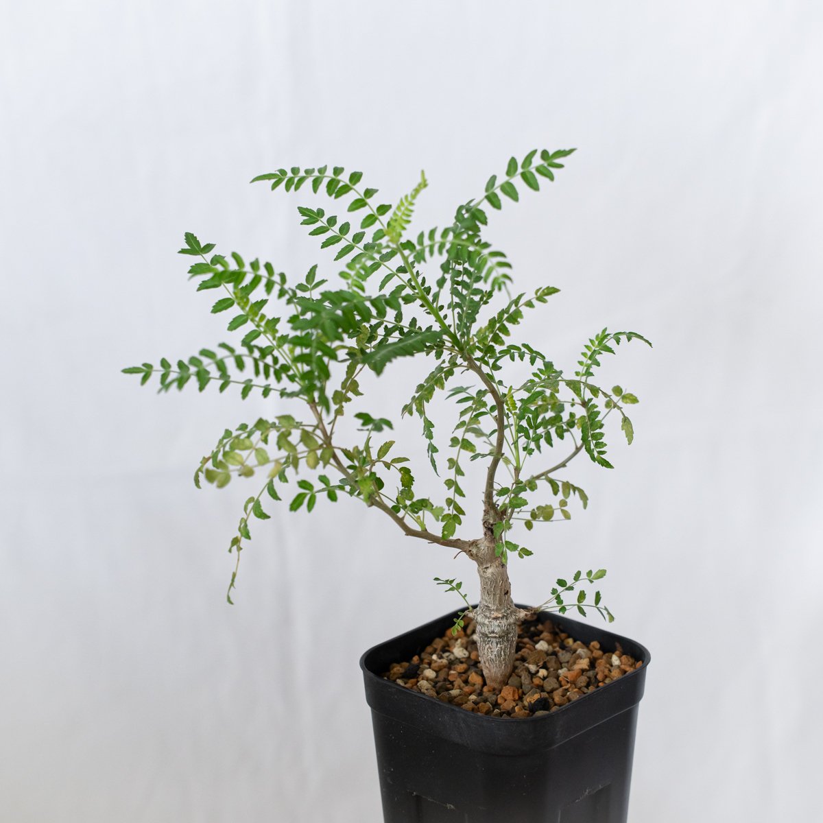 珍奇塊根植物ボスウェリア フレレア 実生株 鉢ごと発送　レア品種11 ボスウェリア ネグレクタ 実生 Boswellia neglecta 多肉植物 珍奇植物