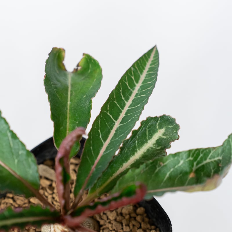 ユーフォルビア　ラバティ国内実生 ユーフォルビア ハイブリッド 実生 ラバティー×クレメルシー Euphorbia