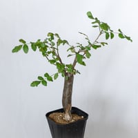 ブルセラ ファガロイデス 実生 Bursera fagaroides 多肉植物 珍奇植物 ANTIDOTE 静岡 通販 S1571