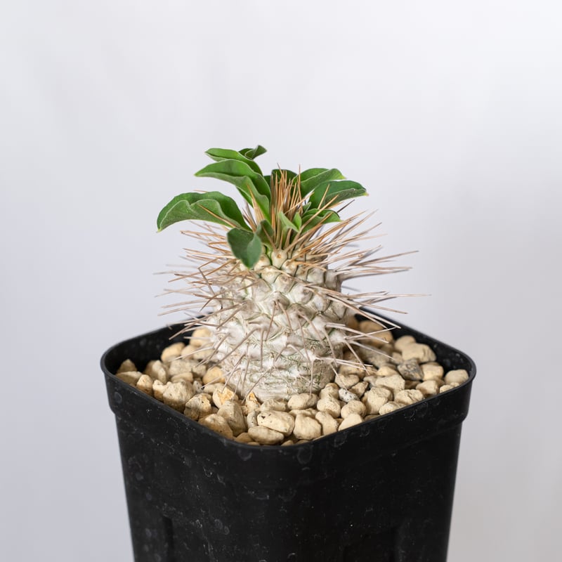 パキポディウム ナマクアナム 光堂 実生 Pachypodium namaquanum 塊根植