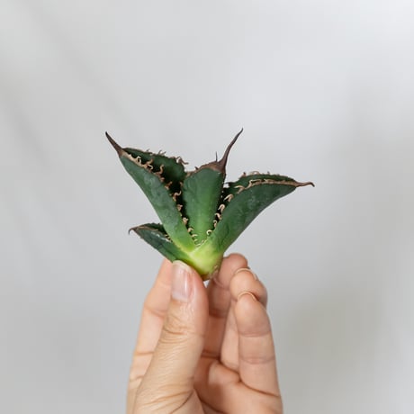 ★8/9まで限定販売★アガベ チタノタ 悪魔くん TC株 ベアルート Agave titanota 多肉植物 珍奇植物 静岡 通販 ANTIDOTE S1585