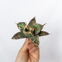 ★9/6まで限定販売★アガベ チタノタ 白幽霊 TC株 agave titanota white ghost 多肉植物 珍奇植物 静岡 ANTIDOTE 通販 S1664