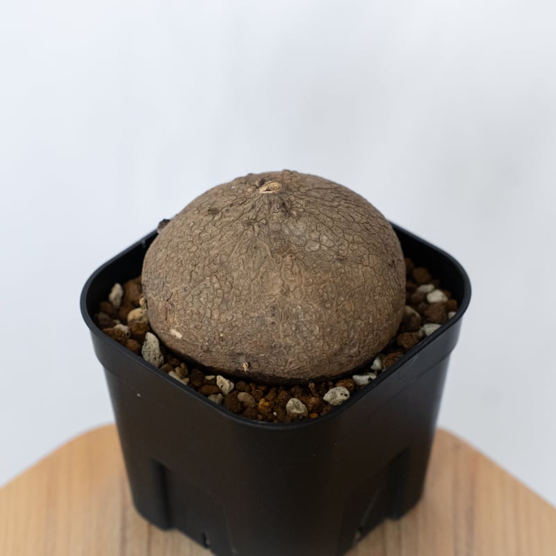 ステファニア エレクタ 実生 Stephania erecta 塊根植物 コーデックス
