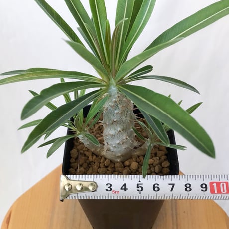 パキポディウム グラキリス 実生 pachypodhium Gracilius 塊根植物 コーデックス 多肉植物 珍奇植物 静岡 ANTIDOTE 通販 S1621
