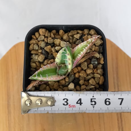 アガベ チタノタ 魔丸錦 白覆輪 斑入り TC株 agave titanota imps 多肉植物 珍奇植物 ANTIDOTE 静岡 通販 S1558　発根管理中