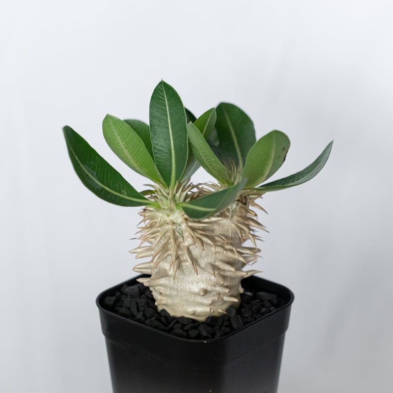 パキポディウム エブレネウム 実生 Pachypodium eburneum 塊根植物
