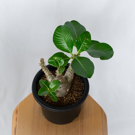 パキポディウム ウィンゾリー 実生 pachypodhium Windsorii 塊根植物 多肉植物 珍奇植物 静岡 ANTIDOTE 通販 S1709