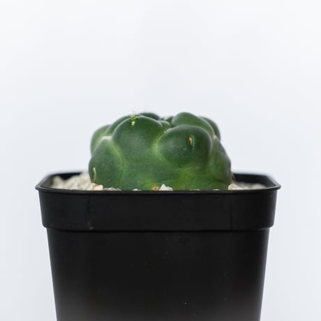 コリファンタ 刺無象牙丸 実生 Coryphantha elephantidens サボテン 多肉植物 珍奇植物 静岡 ANTIDOTE 通販 S1718