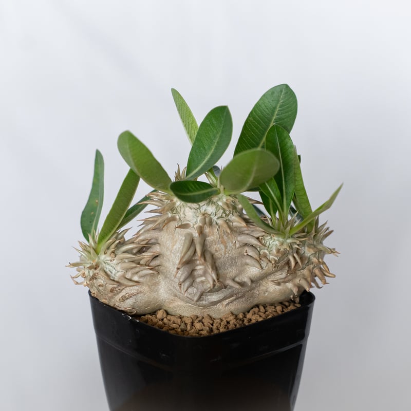 パキポディウム エブレネウム 実生 Pachypodium eburneum 塊根植物