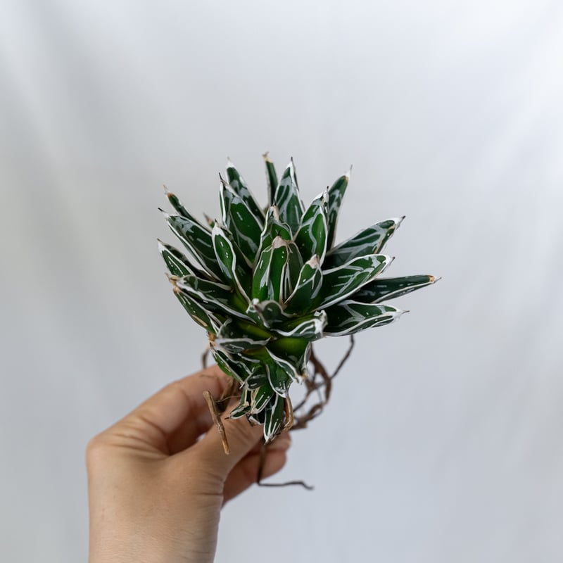 アガベ 姫笹の雪 OC株 ベアルート Agave victoriae-reginae 多肉植物
