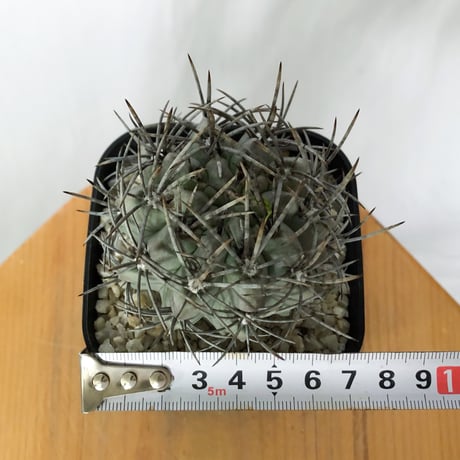 エリオシケ パウキコスタータ 実生 黒冠玉 Eriosyce paucicostata サボテン 多肉植物 珍奇植物 静岡 ANTIDOTE 通販 S1720