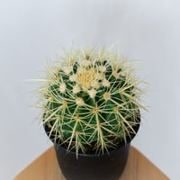エキノカクタス 金鯱 実生 Golden ball cactus サボテン 多肉植物 珍奇植物 静岡 ANTIDOTE 通販 S1544
