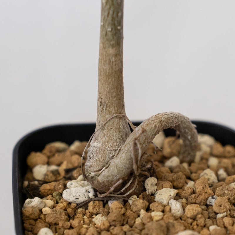 バオバブの木 アダンソニア・ディギタータ 実生 Baobab Adansonia