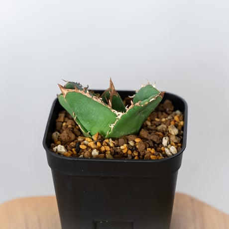 アガベ チタノタ 蚩尤 TC株【発根管理中】しゆう agave titanota chiyou 多肉植物 珍奇植物 静岡 ANTIDOTE 通販 S1525