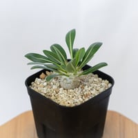 パキポディウム レウコキサンツム 実生 Pachypodium brevicaule leucoxanthum 塊根植物 コーデックス 多肉植物 珍奇植物 静岡 ANTIDOTE 通販 S1622