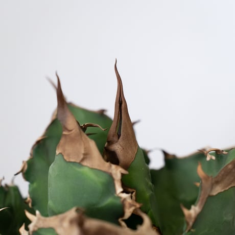 アガベ チタノタ ホワイトファイヤー 大株 Agave titanota White fire 多肉植物 珍奇植物 静岡 ANTIDOTE 通販 S1576
