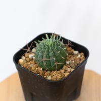 ユーフォルビア 群星冠 実生 Euphorbia stellispina 多肉植物 珍奇植物 静岡 ANTIDOTE 通販 S1628
