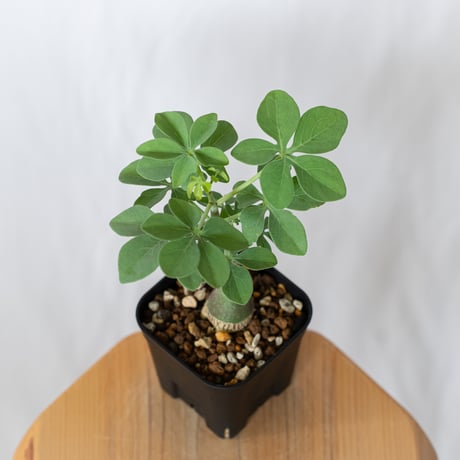 アデニア グラウカ 幻蝶かずら 実生 Adenia glauca  塊根植物 コーデックス 珍奇植物 多肉植物 静岡 ANTIDOTE 通販 S1522