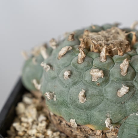 ロフォフォラ 銀冠玉 実生 lophophora williamsii var.decipiens サボテン 多肉植物 珍奇植物 静岡 ANTIDOTE 通販 S1531