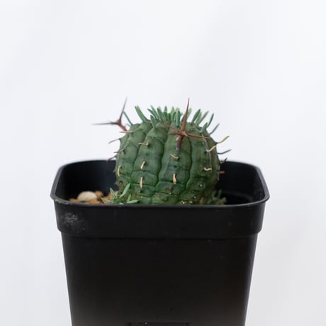 ユーフォルビア 群星冠 実生 Euphorbia stellispina 多肉植物 珍奇植物 静岡 ANTIDOTE 通販 S1629