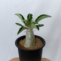 パキポディウム サウンデルシー 実生 白馬城 Pachypodium saundersii 塊根植物 コーデックス 多肉植物 珍奇植物 静岡 ANTIDOTE 通販 S1549