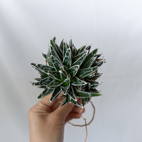 アガベ 姫笹の雪 OC株 ベアルート Agave victoriae-reginae 多肉植物 珍奇植物 静岡 通販 ANTIDOTE S1609
