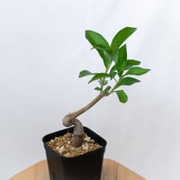 バオバブの木 アダンソニア・ディギタータ 実生 Baobab Adansonia Digitata コーデックス 塊根植物 多肉植物 観葉植物 星の王子さま 静岡 ANTIDOTE 通販 S1617
