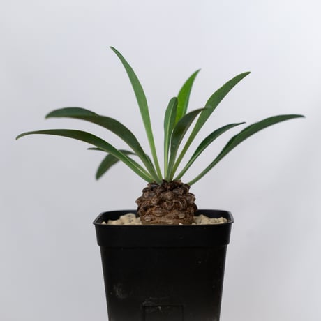 鉄甲丸 ユーフォルビア ブプレウリフォリア 実生 Euphorbia bupleurifolia 多肉植物 珍奇植物 静岡 ANTIDOTE 通販 S1542