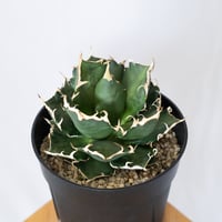 アガベ チタノタ 鬼爪 大株 OC株 ピカチュウ Agave titanota Ghost Claw 多肉植物 珍奇植物 静岡 ANTIDOTE 通販 S1575
