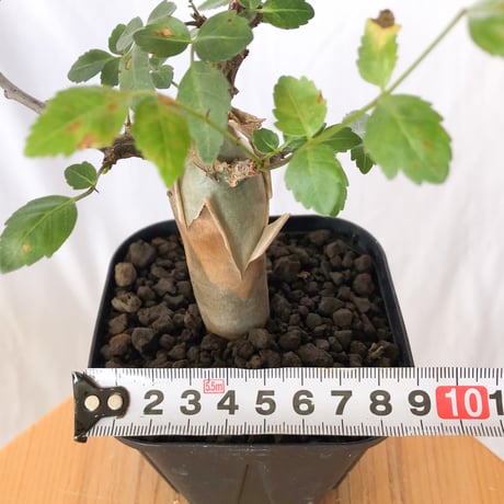 ブルセラ ファガロイデス 実生 Bursera fagaroides 多肉植物 珍奇植物 ANTIDOTE 静岡 通販 S1516