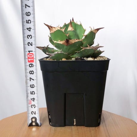 アガベ チタノタ 白犀牛 TC株【発根管理中】シロサイ Agave titanota White Rhino 多肉植物 珍奇植物 静岡 通販 ANTIDOTE S1529