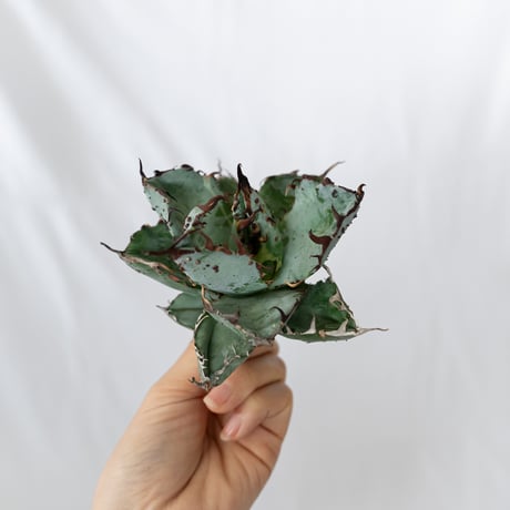 ★8/9まで限定販売★ アガベ チタノタBB怪獣  TC株 ベアルート Agave titanota Black & Blue 多肉植物 珍奇植物 静岡 通販 ANTIDOTE S1579